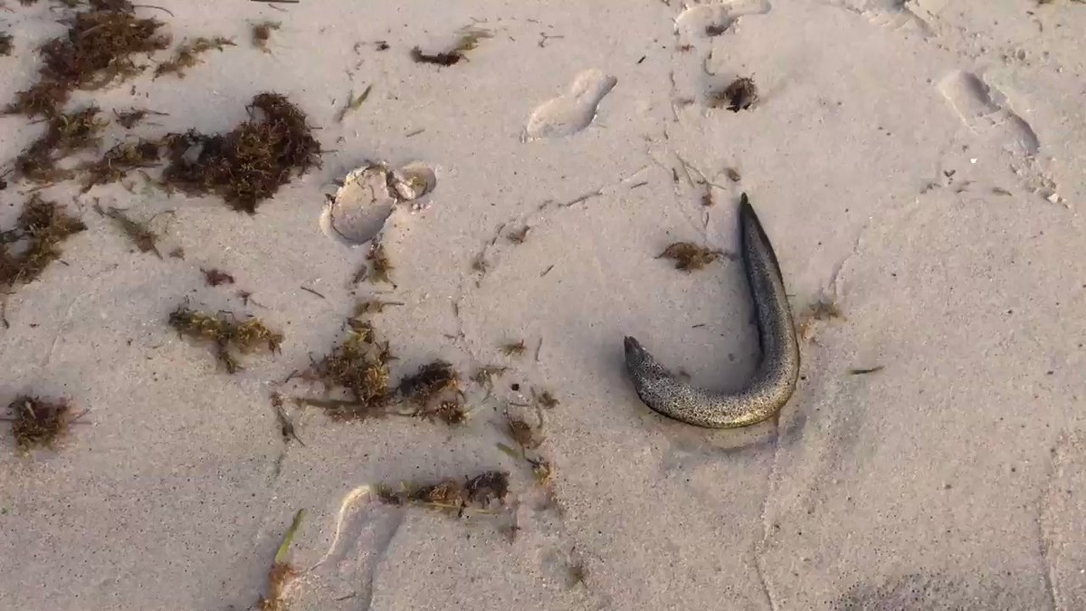 Fish kill in Vero Beach this morning, likely because of RedTide that has been found in the water. Beaches closed in Indian River County, swimming could cause skin irritation and burning eyes because of the toxins