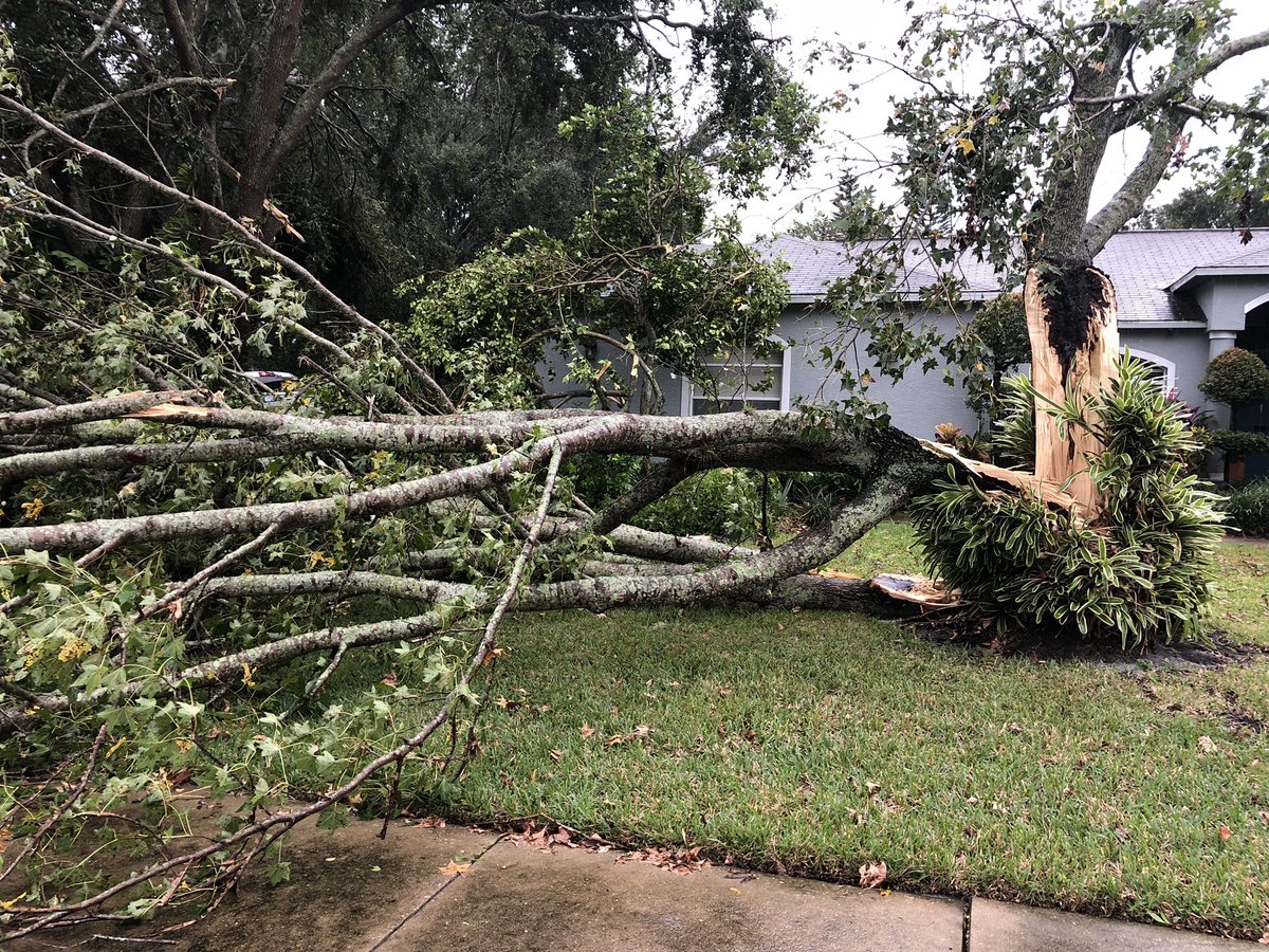Large tree down in yard at State and Arlington in Oldsmar. Nearby Oldsmar Christian School suffered minor damage as well. @FOX13News   