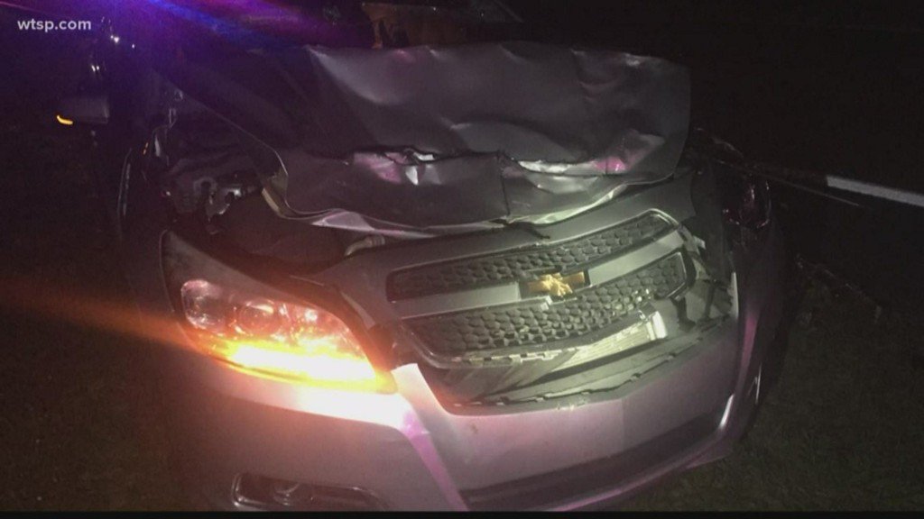 Cows killed in Polk County crash    