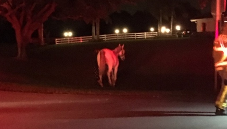 Horses were evacuated during an overnight barn fire at Serenity Farm in Wellington.