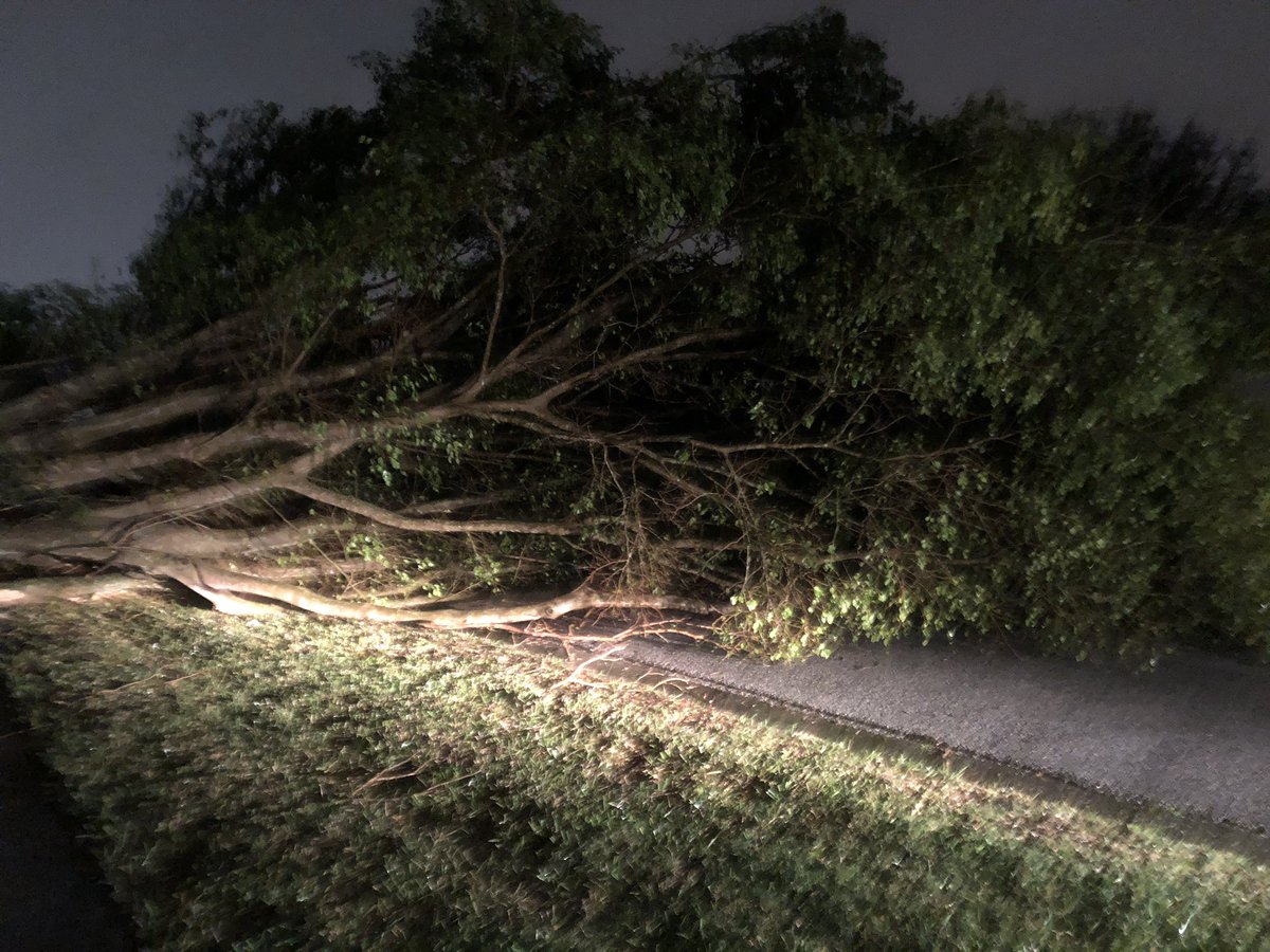 Tree down in the Lakes in Clearwater, Florida