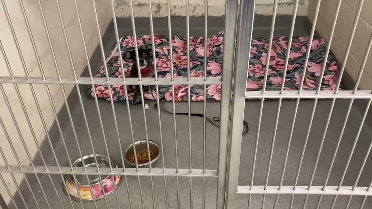 Palm Beach County Animal Care & Control have removed these 24 dogs living in deplorable conditions from a hoarding situation. This is an ongoing investigation and the dogs were voluntarily surrendered. Upon rescue the dogs were given to Peggy Adams Animal Rescue League