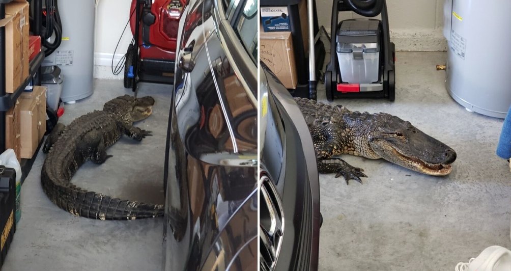 7-foot gator takes over Florida homeowner's garage on Hobblebrush Drive in North Port