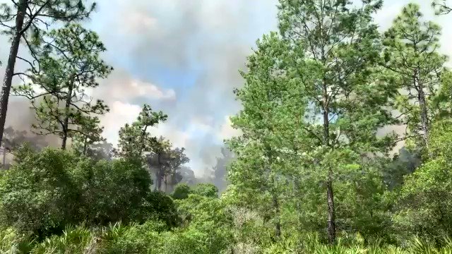 Firefighters battle small brush fire in Starkey Wilderness Park; trails closed