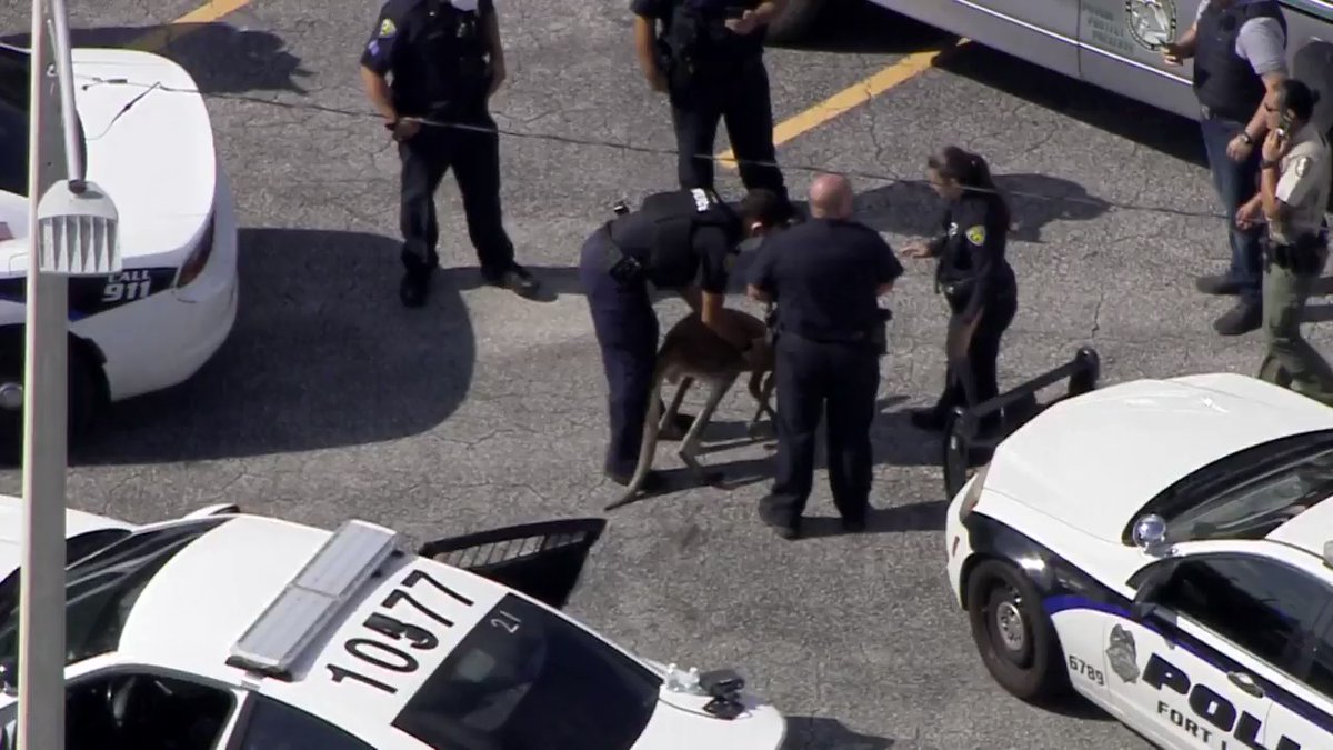 Fort Lauderdale Police capture runaway roo. The kangaroo was seen hopping near NE 2nd Avenue where it was safely captured and turned over to South Florida Wildlife Center