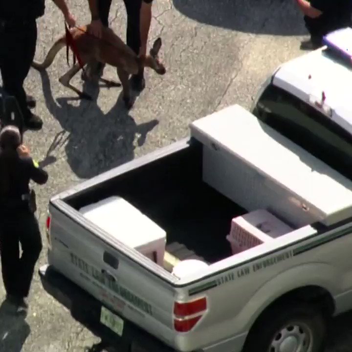KANGAROO IN CUSTODY: Fort Lauderdale police had to capture this kangaroo hopping on the streets Thursday morning