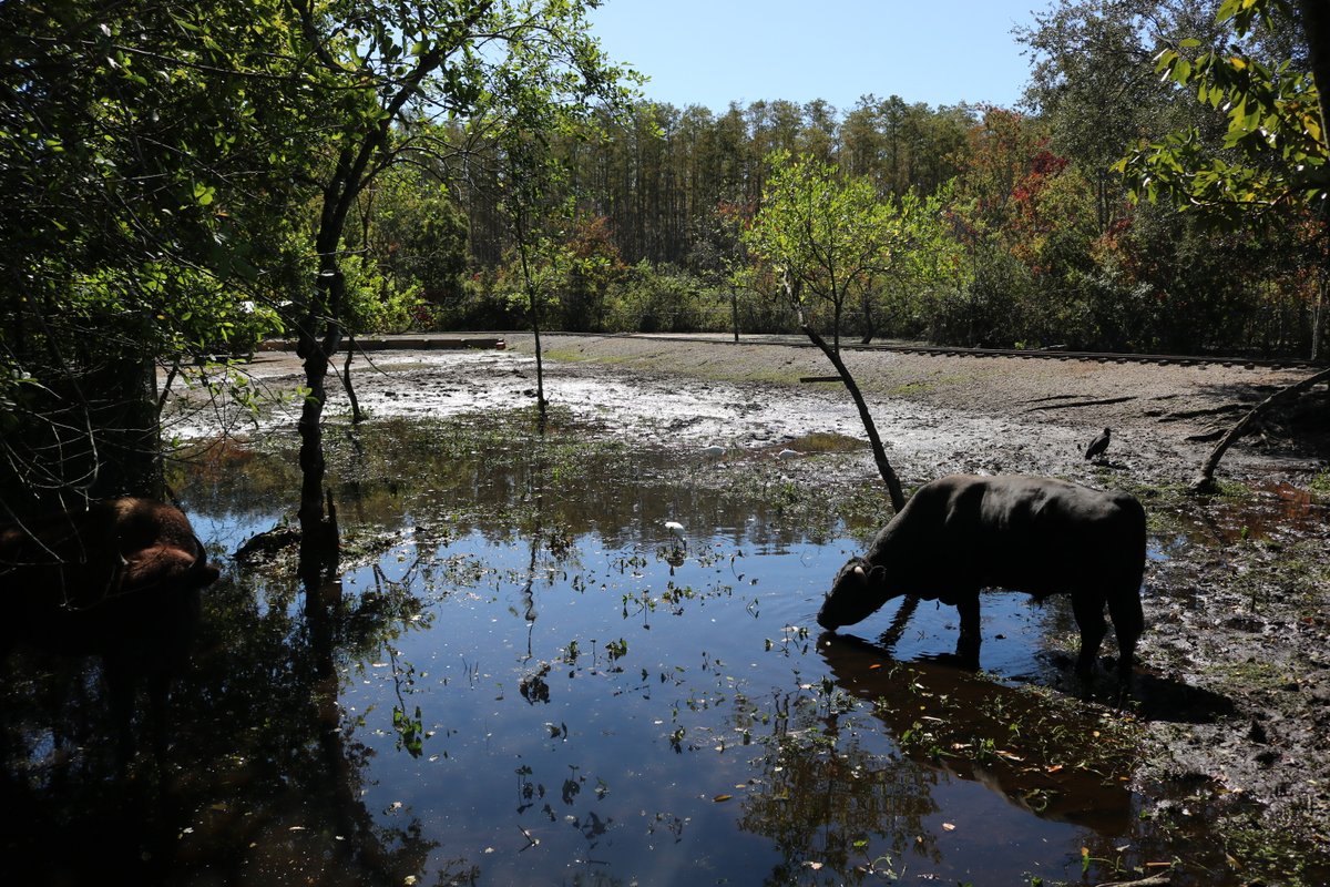 Got a look inside @Gatorland following the horrible flooding from Hurricane Ian. Much of the park was underwater - but now the cleanup is underway. Park says they hope to open on Oct. 15